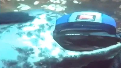 Vahşi fok dalgıcı böyle karşıladı