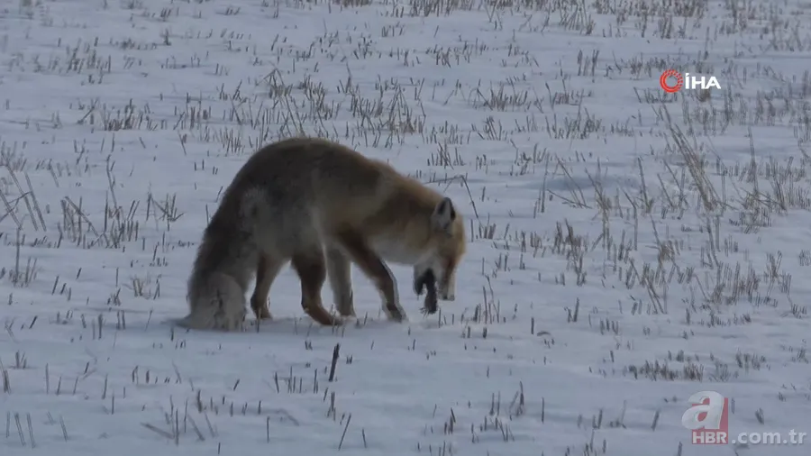Karla kaplı arazide avlayıp böyle yedi! Vahşi doğa belgeselleri aratmayan görüntüler Türkiye’den 2