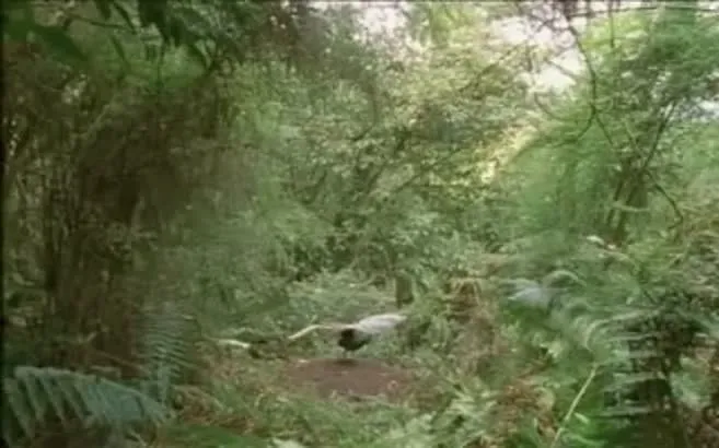 taklitci lir kusu bu kadar olmaz dedirtti ahaber video izle