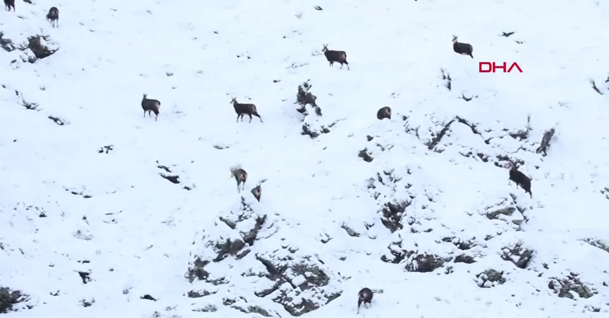 Son dakika: Tunceli'de görüntülendi! Nesli tehlike altında