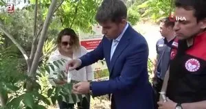 Kahverengi kokarca yayılıyor