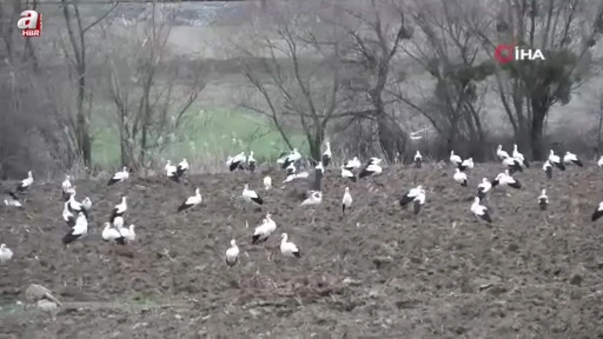 Baharın müjdecisi leylekler Tavşanlı'da görüldü