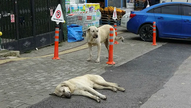Bursa'da kadın kucağındaki bebekle 20 köpeğin saldırısına uğradı - 5