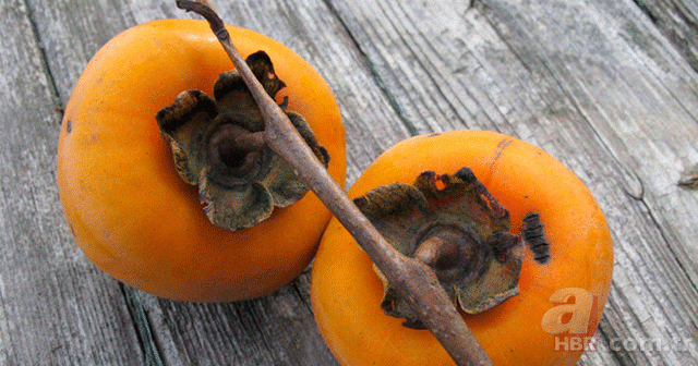 Cennet hurması, erkeklerin imdadına yetişiyor 4