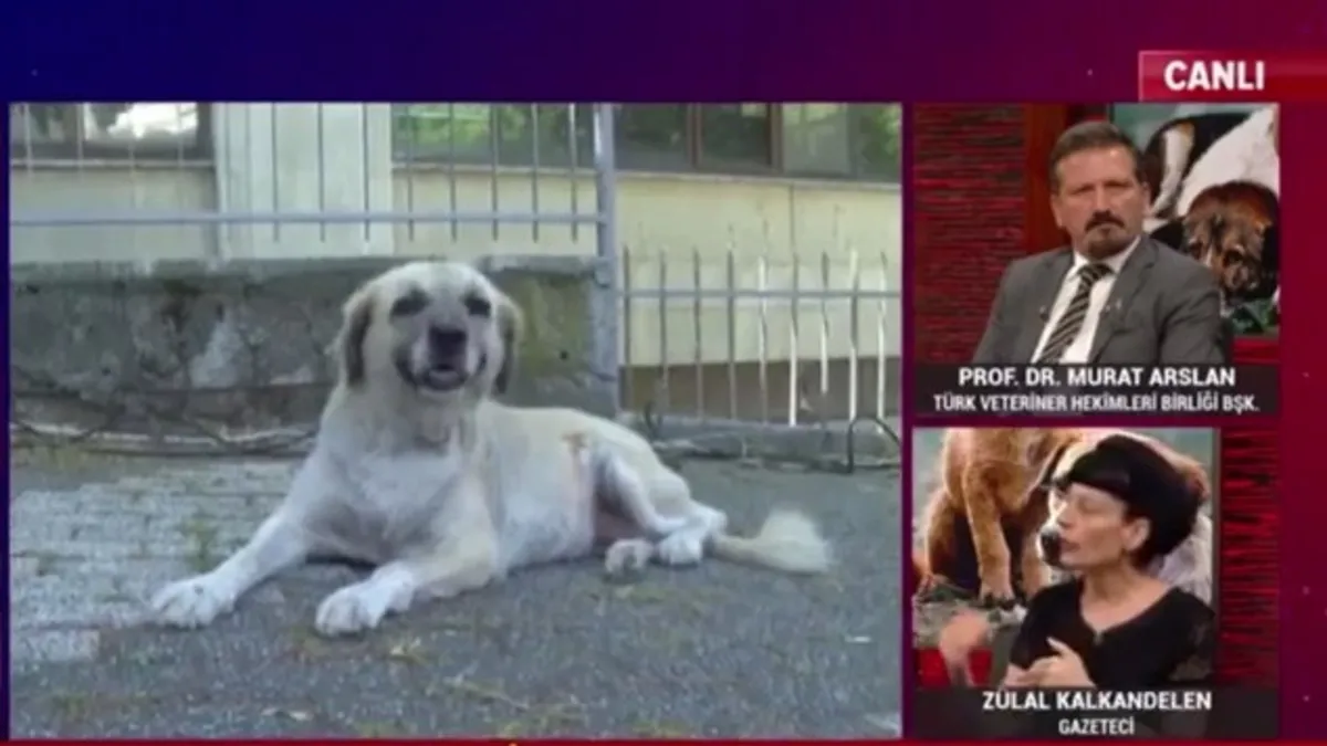 Sokak köpekleri üzerinden büyük provokasyon! Sözcü TV'de skandal çağrı: Sokak savaşları başlar