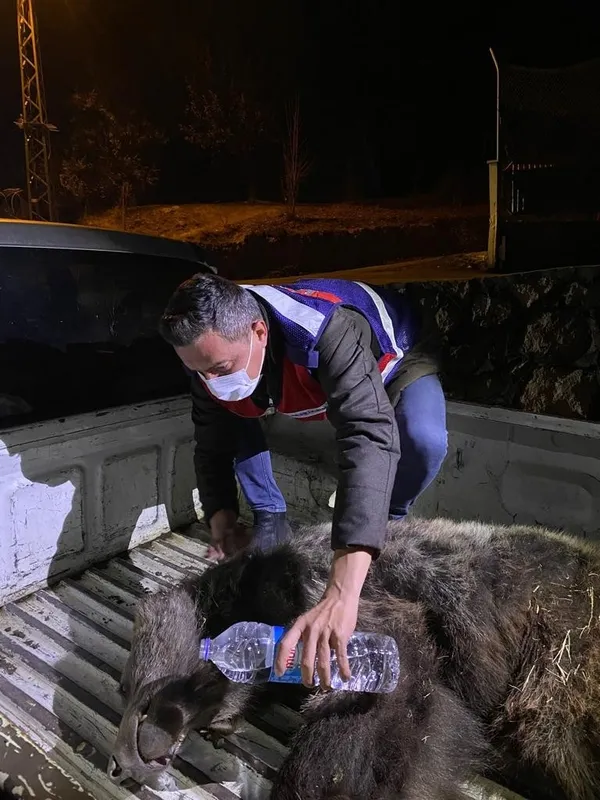 tuncelide-araba-carpan-yavru-ayiya-jandarmadan-sefkat-eli-1635515843693.jpg Tunceli’de araba çarpan yavru ayıya jandarmadan şefkat eli - 2