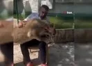 Çiftçiye saldıran aslanın sahibi konuştu