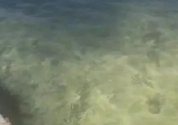 Marmaris'te deniz kıyısı polenle kaplandı