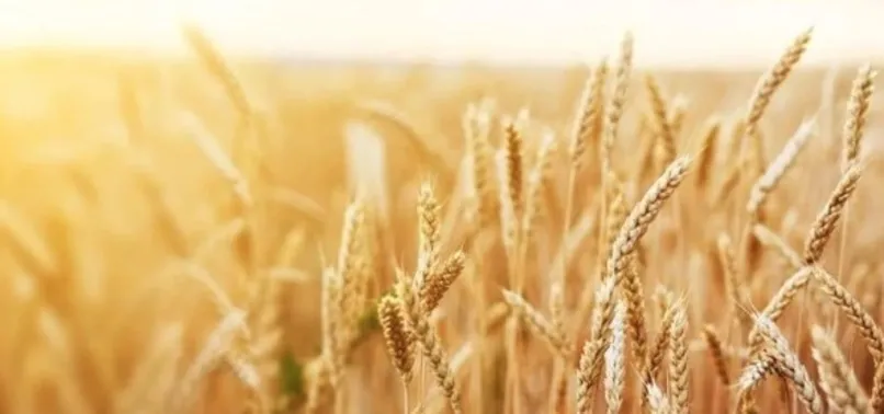 ABD, Türkiye’nin Ukrayna tahılı için attığı hamlelerini memnuniyetle karşılıyor