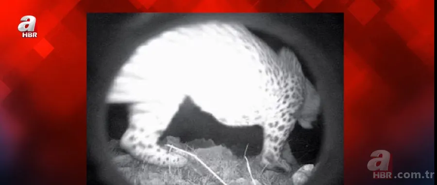 Cezası 1 milyon TL! Nesli tükenen tür 18 ilde aranacak 10