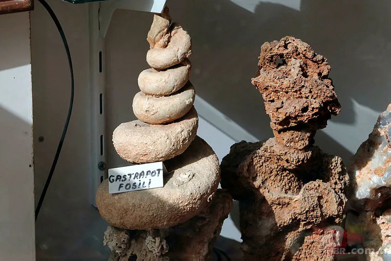 Eskişehir'de dinozorlardan önce yok olmuş canlı fosili buldu! Tam 550 milyon yıl öncesine ait... 3