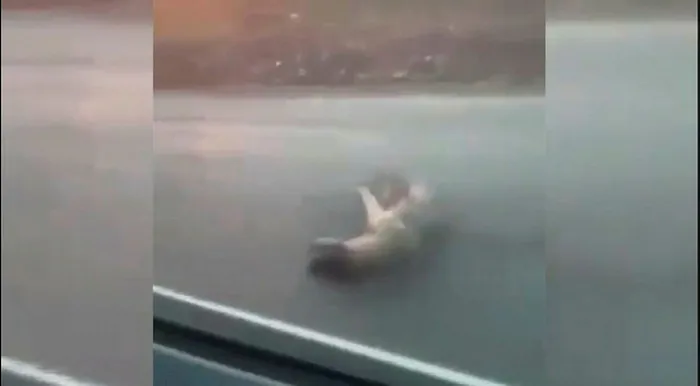 Şanlıurfa'da araçtan köpeğe ateş edip yaralayan şüpheli yakalandı - 1