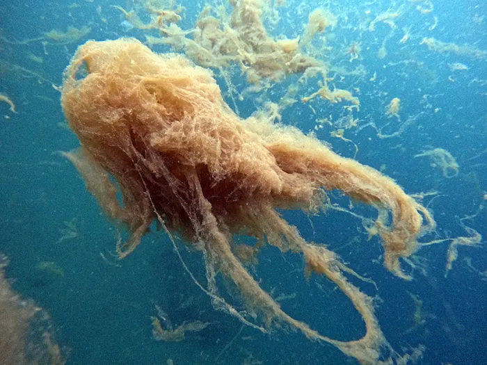 Arıtma yöntemi, müsilaj tehlikesine çözüm olmadı (İHA)