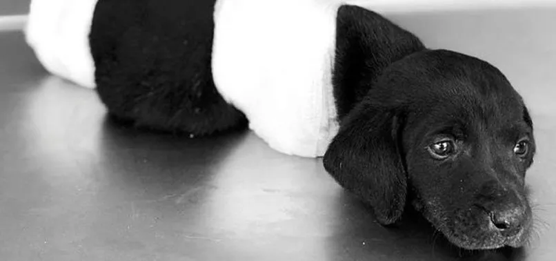 Bacakları kesilerek ölüme terk edilen yavru köpek vahşetinde flaş gelişme!