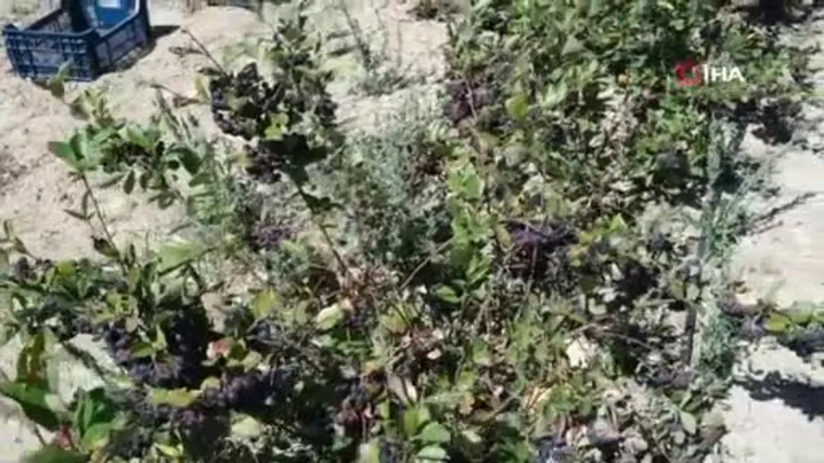 Aronya hasadı başladı