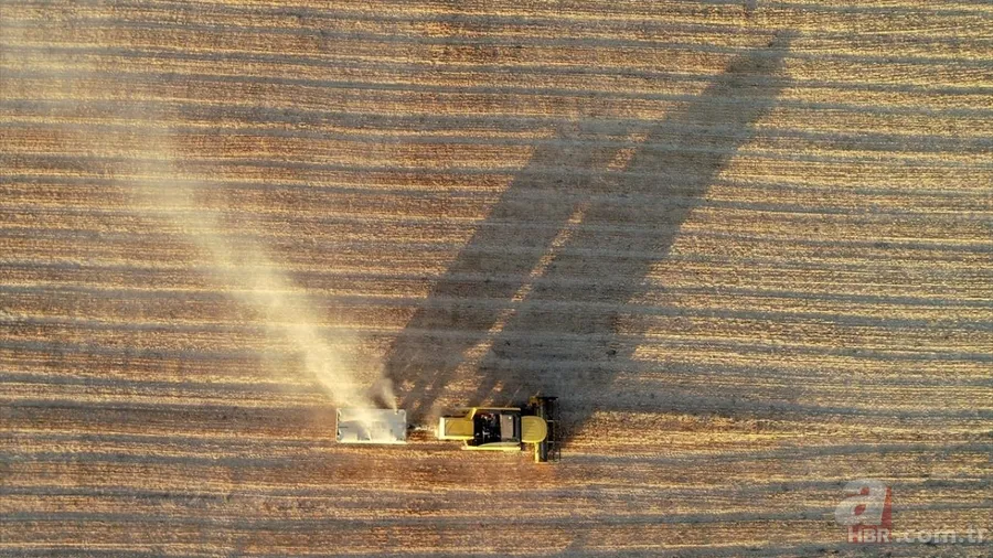 Van'da hububat üretiminde yüzde 75 artış! Sertifikalı tohumla ekim yapılıyor 6