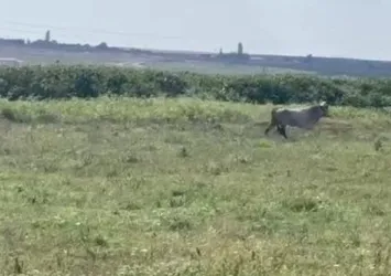 Avcılar'da kurbanlık 7 tosun kaçtı: Sahibi bulanı ödüllendirecek!