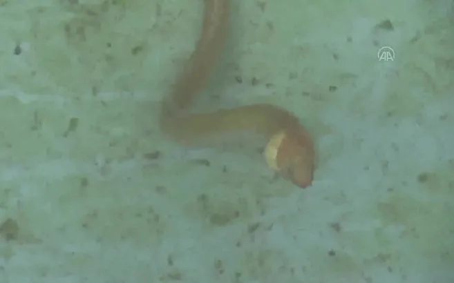 Portekiz’de yakalanmıştı! İlginç balık türü boğazlarımızda balıkçıların ağında takıldı! Yılan kurdu balığı…