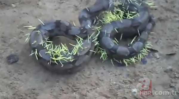 Onları görenler şaştı kaldı! 6