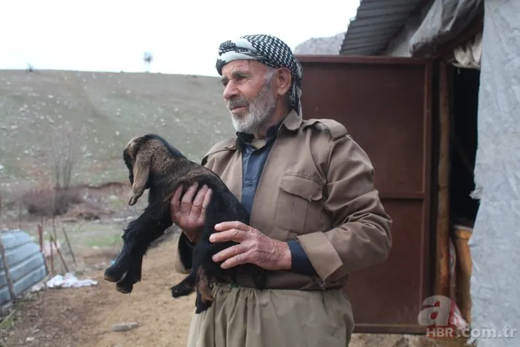 Bu oğlağı görenler şaştı kaldı! Bakın nasıl dünyaya geldi