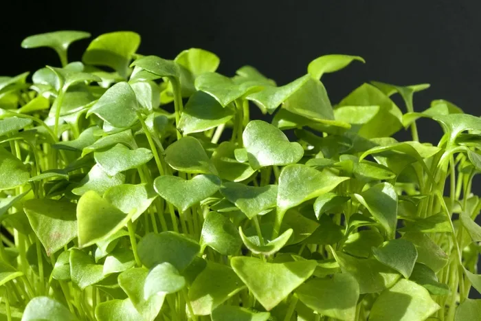 Faydaları saymakla bitmiyor: Sindirim, bağışıklık, kemik sağlığı...