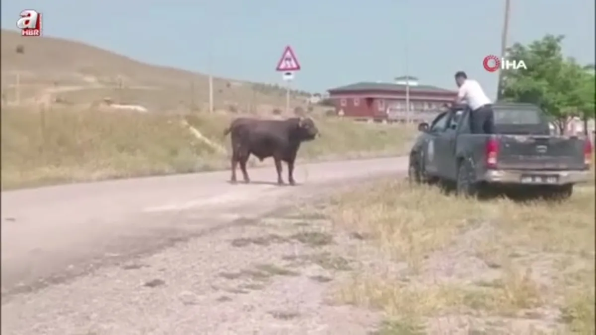 Sivas'ta kesimden kaçan tosun uyuşturucu iğneyle sakinleştirildi