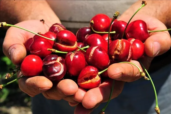 Kiraz ve vişnenin sağlığa 10 faydası! O hastalığı iyileştiriyor...