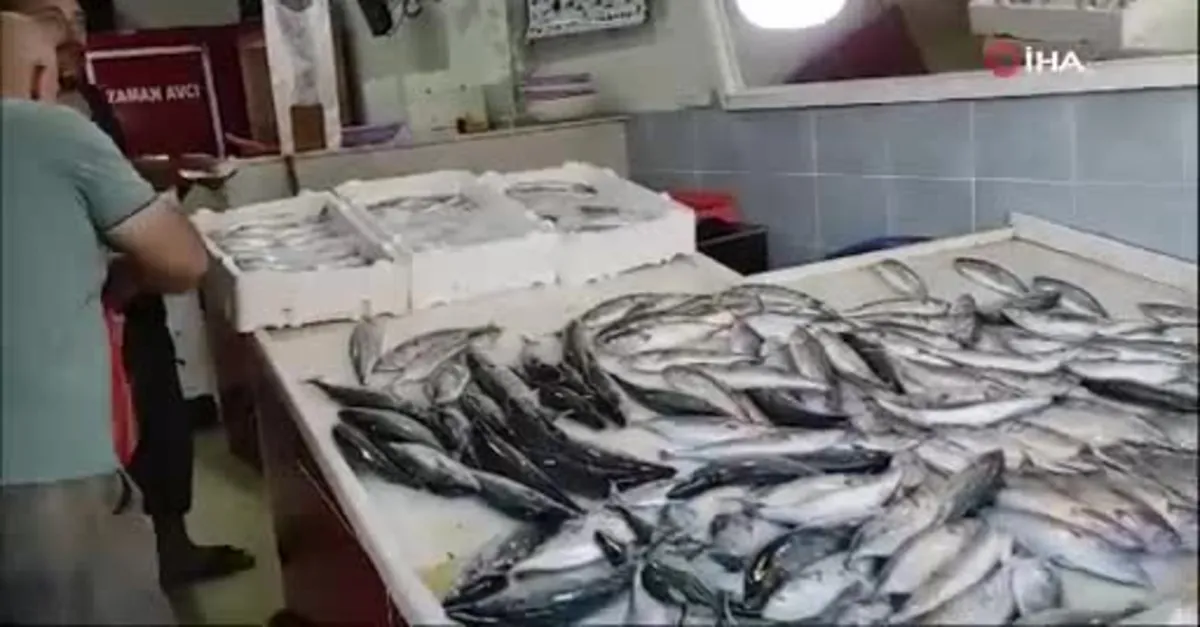 Av yasağı bitti tezgahlar palamutla doldu