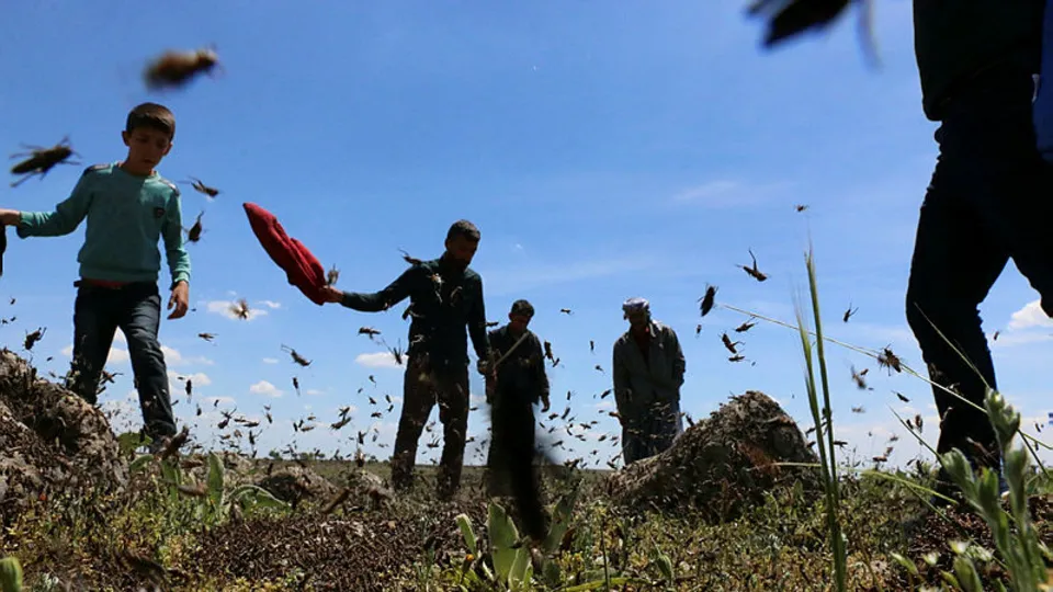 İran ve Irak sınırına dayanan çekirgeler Türkiye’yi istila edecek mi? İşte merak edilen sorunun cevabı