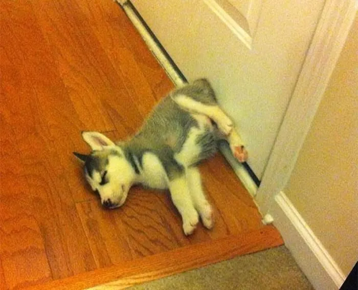 Uykusu gelen köpek her yerde uyur