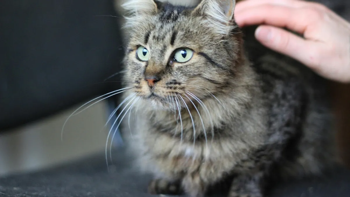 kedi-ve-kopek-tuylerini-temizleme-rehberi-kiyafetler-icin-10-pratik-yol-1777374374182.jpg Kurutma makineleri, kıyafetlerdeki tüyleri azaltmada etkili yöntemlerden biri olarak öne çıkıyor. (Fotoğraf: A Haber Foto Arşiv)