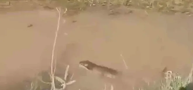 Siirt'te su samuru görüldü