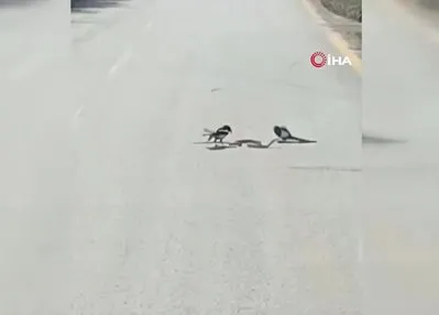 Saksağanların yılanla mücadelesi kamerada