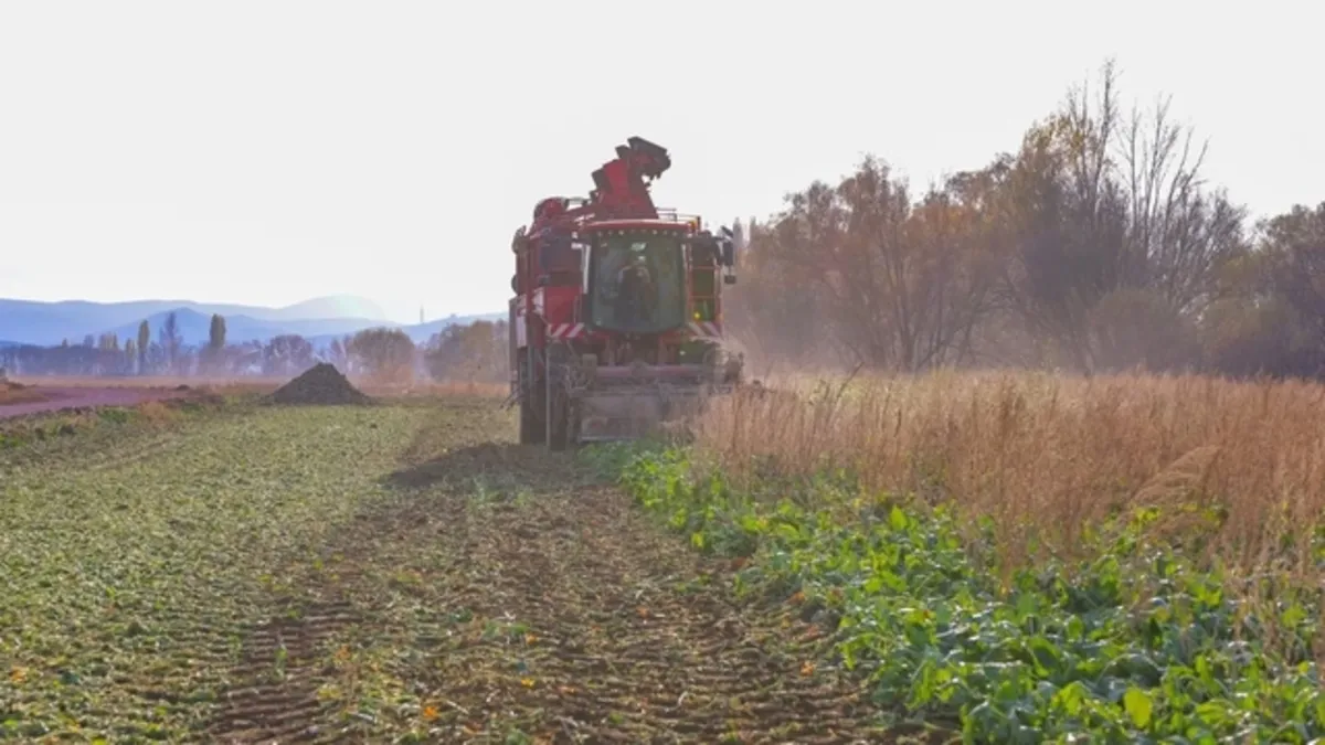 Bayburt'ta şeker pancarı üretim alanı 5 yılda 6 kat arttı