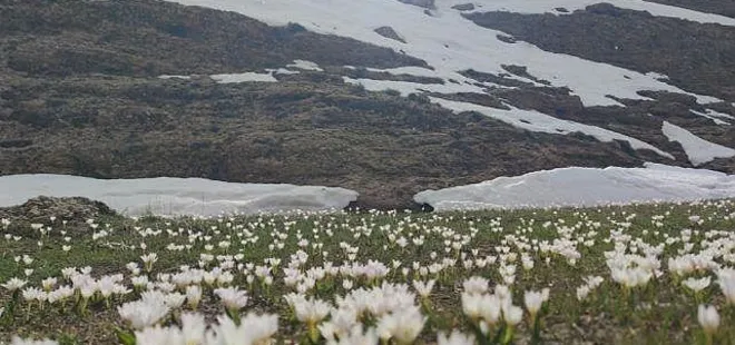 Van'da bir taraf bahar diğer taraf kar