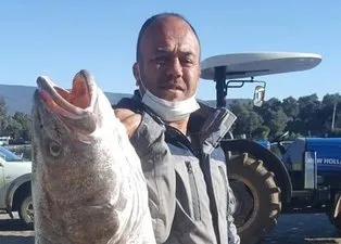 İnsan boyundaki levrek görenleri şoke etti
