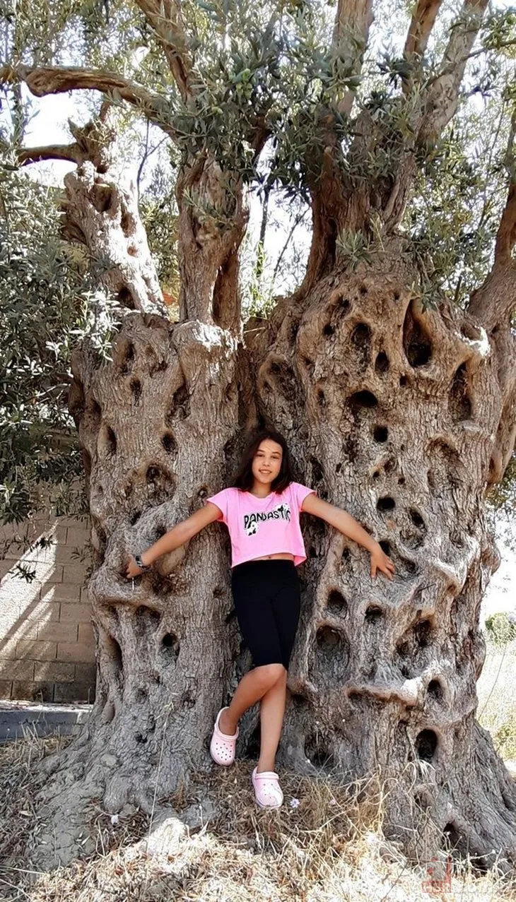 CHP Belediyesi Aydın’da 1500 yıllık zeyin ağacının dibine villa yaptılar