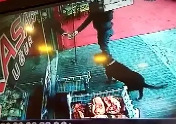 Köpekle şaka az kalsın facia ile sonuçlanıyordu! Dükkanın cam kapısı tuzla buz oldu
