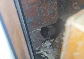 Kastamonu’da yaralı bulunan karabatak ve karga tedavi edilip doğaya salındı