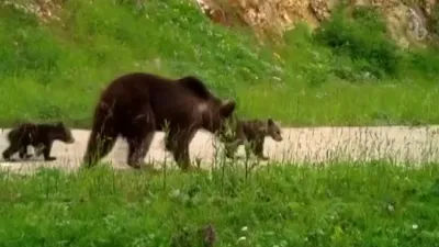 Bazı bağlar engel tanımaz! Engelli ayı ve ailesi...