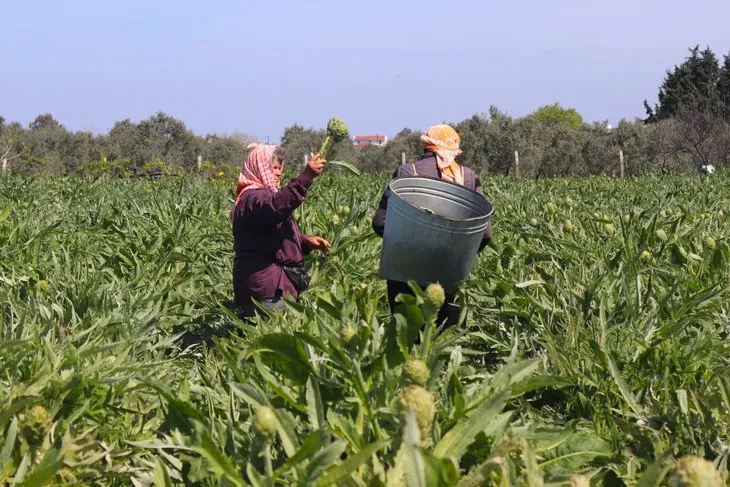 Resmen altın değerinde: Fiyatını duyan tarlasına koşuyor! Soğan salatalığı bırakıp bunu ekiyor