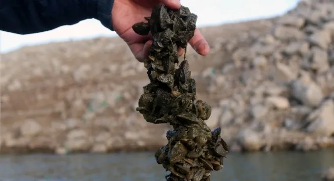 Zebra midyeler Türkiye’yi 10 yılda istila etti, balıkçılık için büyük sorun olacak - 1