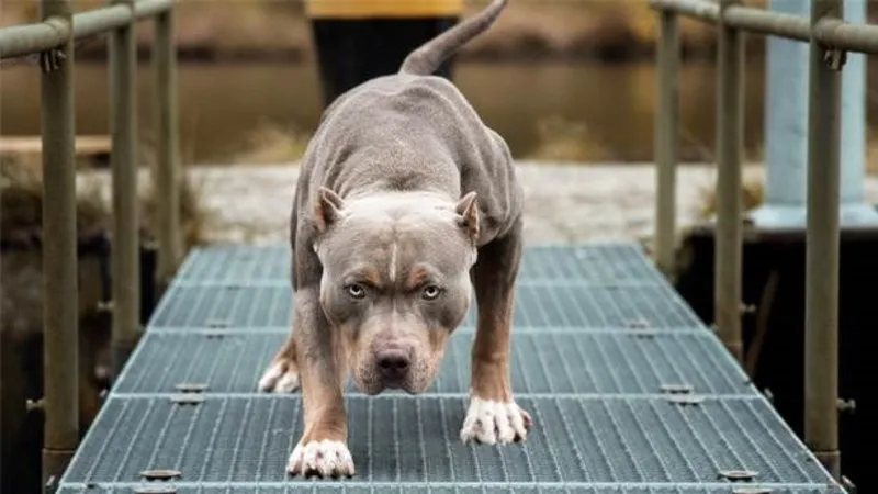 cocuklari en cok isiran kopek pitbull