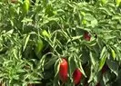 Adana’da salça sezonu başladı