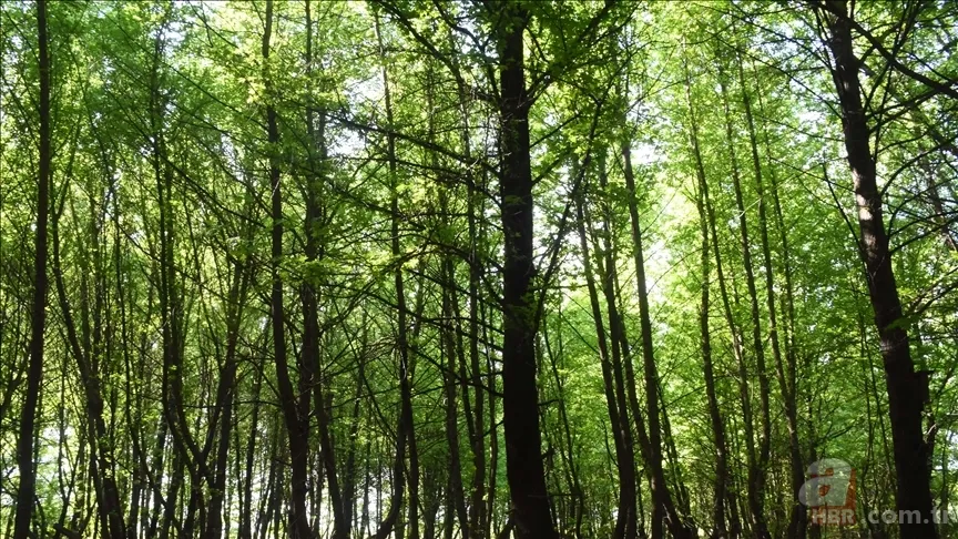 Sadece manzara değil, tedavi! Doğanın insan üzerindeki etkisi: Kokusu bile yetiyor 3