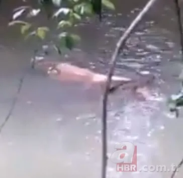 Kızgın boğa sahibine dehşeti yaşattı! 800 kiloluk Mosso böyle saldırdı 🐂 25