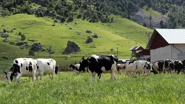 Tarım ve Orman Bakanı Vahit Kirişci bu sözlerle duyurdu: Ucuz et, süt için seferberlik - 4