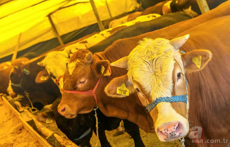 Kurban Bayramı tatili 2019 kaç gün olacak? Kurban Bayramı tatili ne zaman hangi günler? 10