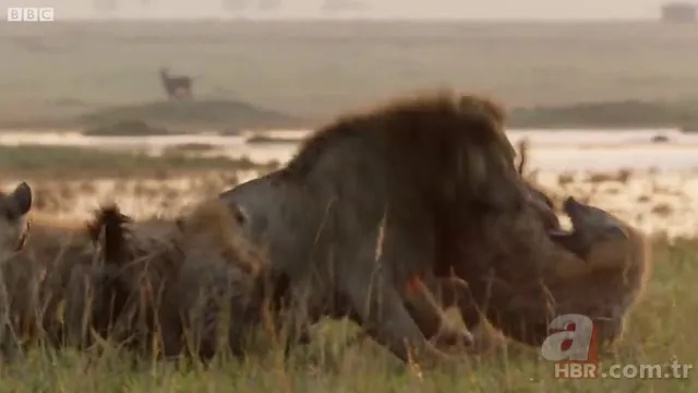 İzmir'de sırtlan paniği! "Tire canavarı" korku salıyor 23