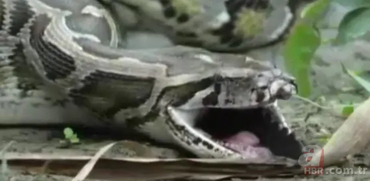 Dev piton timsahı yutmaya kalkıştı! Görenler inanamadı... 14